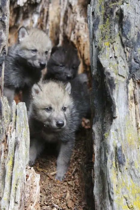 Framed Print : Timber / Grey Wolf - cubs. Minnesota - USA Framed Print : Timber / Grey Wolf - cubs. Minnesota - USA