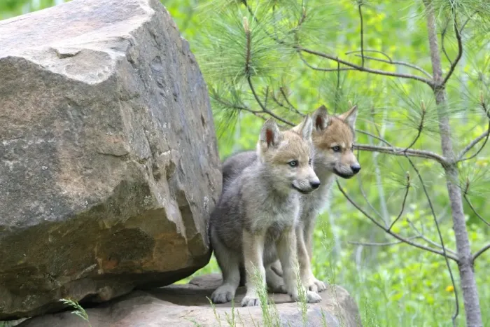 Framed Print : Timber / Grey Wolf - cubs. Minnesota - USA Framed Print : Timber / Grey Wolf - cubs. Minnesota - USA