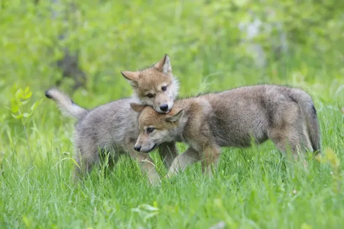 Framed Print : Timber / Grey Wolf - cubs. Minnesota - USA Framed Print : Timber / Grey Wolf - cubs. Minnesota - USA