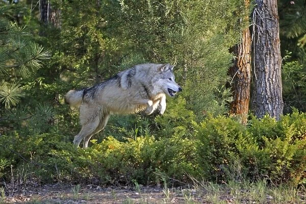 Timber  /  Grey Wolf - jumping. Minnesota - USA