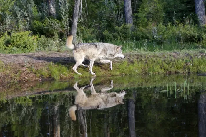 Framed Print : Timber / Grey Wolf. Minnesota - USA Framed Print : Timber / Grey Wolf. Minnesota - USA