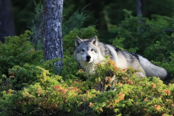 Framed Print : Timber / Grey Wolf. Minnesota - USA Framed Print : Timber / Grey Wolf. Minnesota - USA