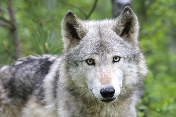 Timber  /  Grey Wolf. Minnesota - USA