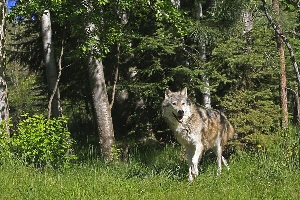 Timber  /  Grey Wolf. Minnesota - USA