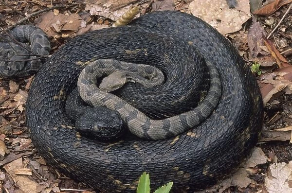 Timber Rattlesnake - Northeastern United States - With young - Venomous pit vipers widely distributed throughout eastern United States - Legally protected in 8 of 32 states in which it occurs - Populations declining due to habitat loss