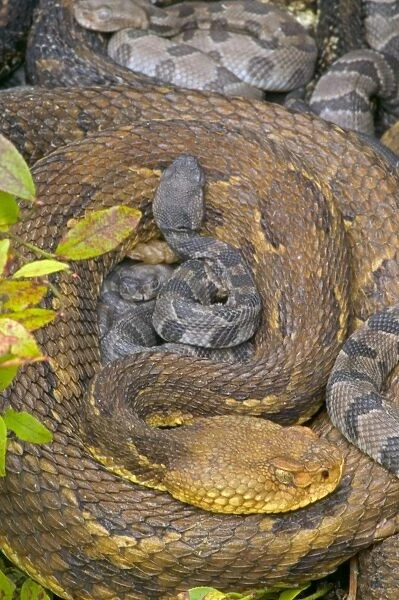 Timber Rattlesnakes - Adult females with newborn young, parental care. Venomous pitvipers, widely distributed throughout eastern United States. Legally protected in 8 of 32 states in which it occurs