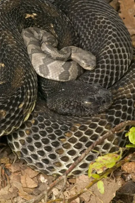Framed Print : Timber Rattlesnakes - Adult females with newborn young, parental care. Venomous pitvipers, widely distributed throughout eastern United States. Legally protected in 8 of 32 states in which it occurs Framed Print : Timber Rattlesnakes - Adult females with newborn young, parental care. Venomous pitvipers, widely distributed throughout eastern United States. Legally protected in 8 of 32 states in which it occurs