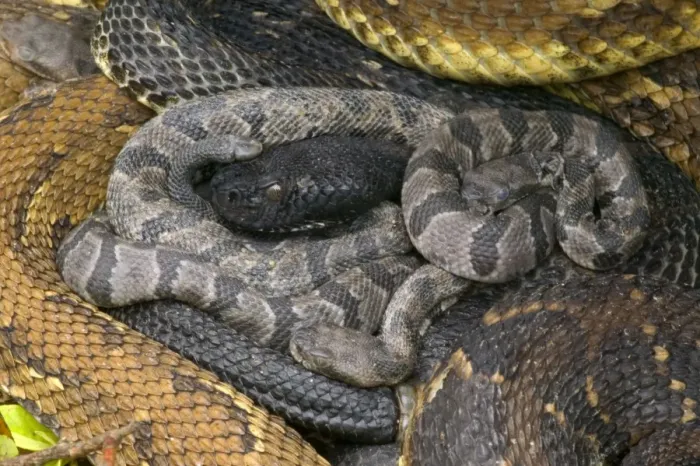 Framed Print : Timber Rattlesnakes - Adult females with newborn young, parental care. Venomous pitvipers, widely distributed throughout eastern United States. Legally protected in 8 of 32 states in which it occurs Framed Print : Timber Rattlesnakes - Adult females with newborn young, parental care. Venomous pitvipers, widely distributed throughout eastern United States. Legally protected in 8 of 32 states in which it occurs
