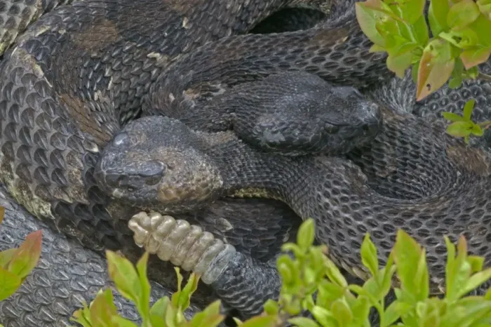 Framed Print : Timber Rattlesnakes- Emerging from hibernation at den site. Venomous pitvipers, widely distributed throughout eastern United States. Legally protected in 8 of 32 states in which it occurs Framed Print : Timber Rattlesnakes- Emerging from hibernation at den site. Venomous pitvipers, widely distributed throughout eastern United States. Legally protected in 8 of 32 states in which it occurs
