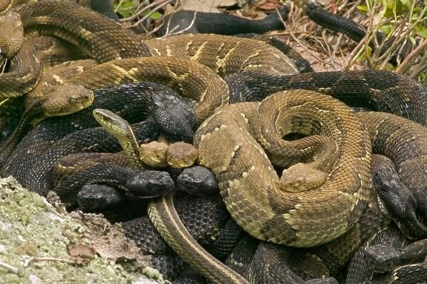 Timber Rattlesnakes - Gravid females basking to bring young to term. Venomous pitvipers, widely distributed throughout eastern United States. Legally protected in 8 of 32 states in which it occurs