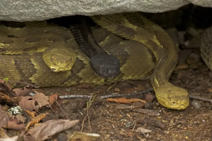 Framed Print : Timber Rattlesnakes - Northeastern United States