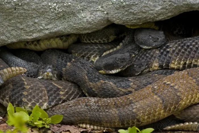 Framed Print : Timber Rattlesnakes -Pennsylvania- Northeastern United States. Venomous pitvipers, widely distributed throughout eastern United States. Legally protected in 8 of 32 states in which it occurs Framed Print : Timber Rattlesnakes -Pennsylvania- Northeastern United States. Venomous pitvipers, widely distributed throughout eastern United States. Legally protected in 8 of 32 states in which it occurs