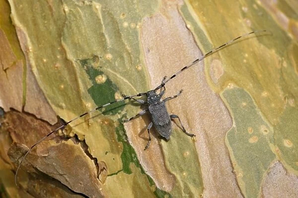 A Timberman beetle  /  Longhorn beetle, adult, on a pine-bark of a freshly cut timber; common in coniferous and mixed forests near Ekaterinburg, Ural Mountains, Russia; spring Ur39. 4192