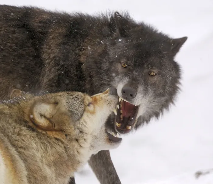 Framed Print : Timberwolf Framed Print : Timberwolf