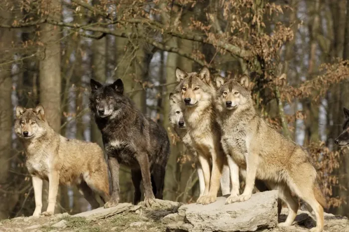 Framed Print : Timberwolf Framed Print : Timberwolf