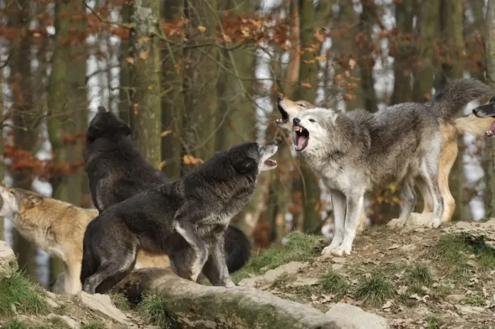 Framed Print : Timberwolf Framed Print : Timberwolf