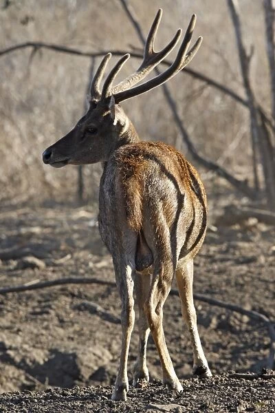 Timor Deer  /  Rusa Deer  /  Sunda sambar - Komodo Island - Indonesia