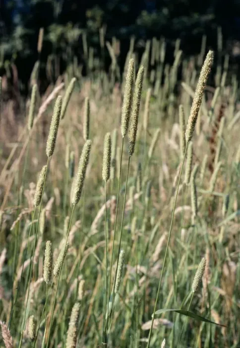 Framed Print : Timothy Grass Framed Print : Timothy Grass