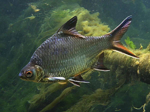 Tinfoil barb, Barbonymus schwanenfeldii. From Mekong and Chao Phraya basins, Malay Peninsula, Sumatra and Borneo. Occurs in medium to large-sized rivers and enters flooded fields. Introduced in Portugal, Spain and Florida (USA) as gaming fish