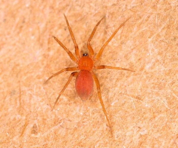 Tiny Bathroom Spider - Common in bathrooms in UK houses (only 2 mm long) Location: Hotel room, Newquay, Cornwall, UK