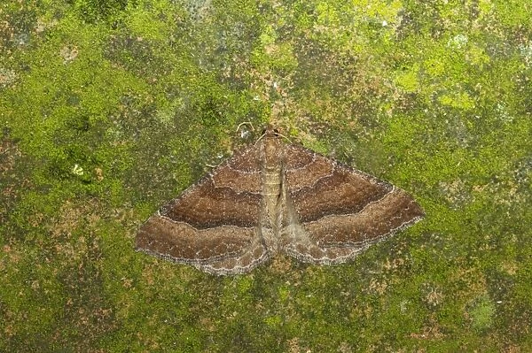 The Tissue Moth Triphosa dubitata Essex, UK IN000599