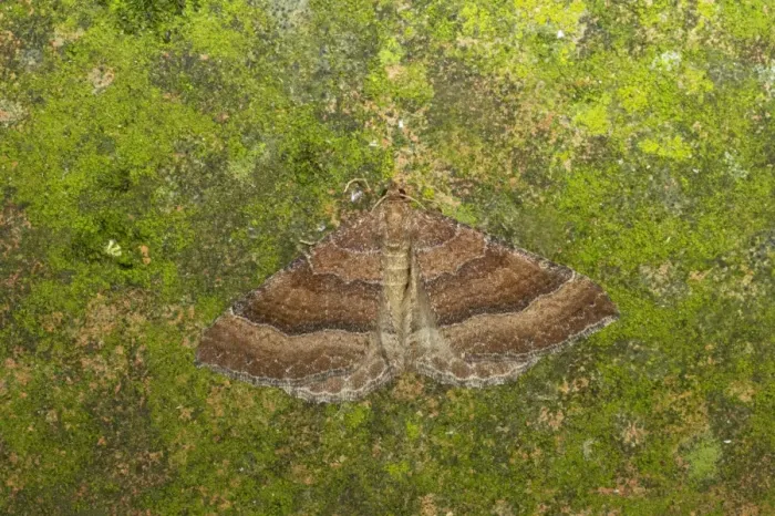 Framed Print : The Tissue Moth Triphosa dubitata Essex, UK IN000599 Framed Print : The Tissue Moth Triphosa dubitata Essex, UK IN000599