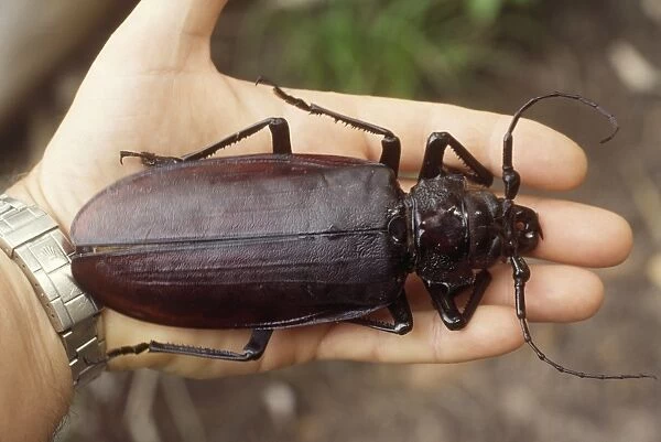 Titan Beetle - on human hand to show scale. The world's longest beetle without long horns - Amazon 
