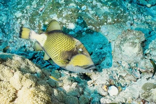 Titan triggerfish (Balistoides viridescens). This aggressive predator uses its strong teeth and powerful jaws to tear apart hard shelled prey such as sea urchins, crabs and snails. Richelieu Rock, Andaman Sea, Thailand
