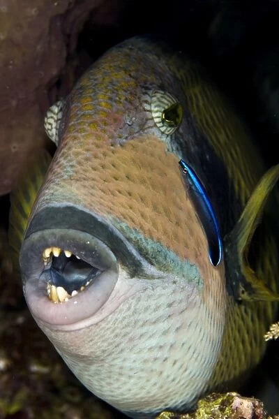Titan Triggerfish - with Cleaner Wrasse (Labridae sp. ) - Red Sea