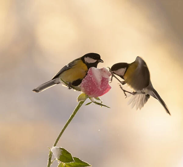 two titmouse standing on a rose with ice and snow