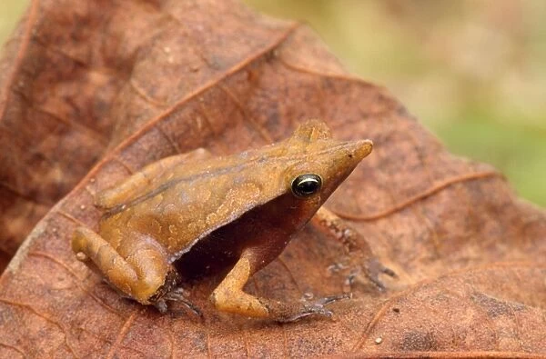 Toad - on leaf Tropical Rainforest, Amazon basin, Peru