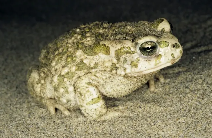Framed Print : Toad - at night - sand dunes of Central Karakum desert - Turkmenistan - Spring - April Tm31. 0508 Framed Print : Toad - at night - sand dunes of Central Karakum desert - Turkmenistan - Spring - April Tm31. 0508