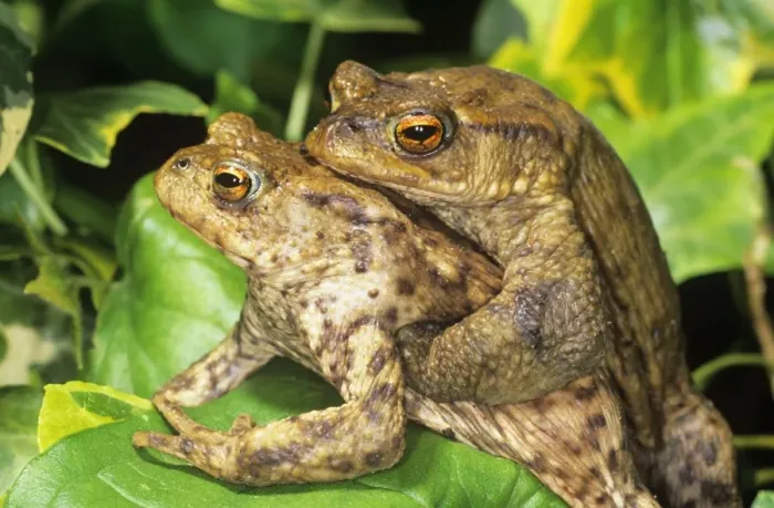 Framed Print : Toads - mating UK Framed Print : Toads - mating UK