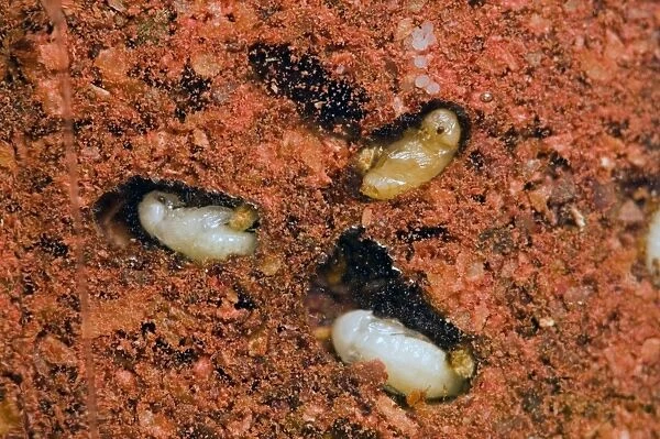 Tobacco  /  Cigarette Beetle larvae and pupae in infested red chilli powder. Pest of stored tobacco; also attacks wide range of stored food and plant material. Grahamstown, Eastern Cape, South Africa