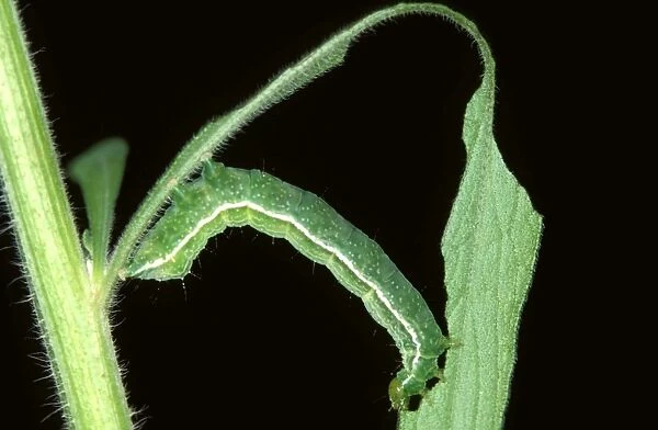 Tobacco looper moth larva - parasitised by a wasp (fam. Encyrtidae): wasp larvae will feed on its living tissue