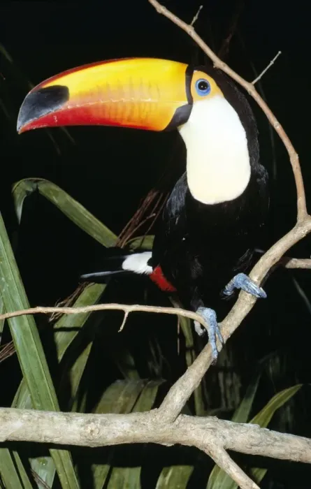 Framed Print : Toco Toucan South america