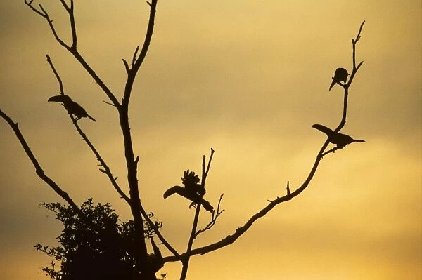 Toco Toucans - In Tree at Sunset Iguazu, Argentina BI006316
