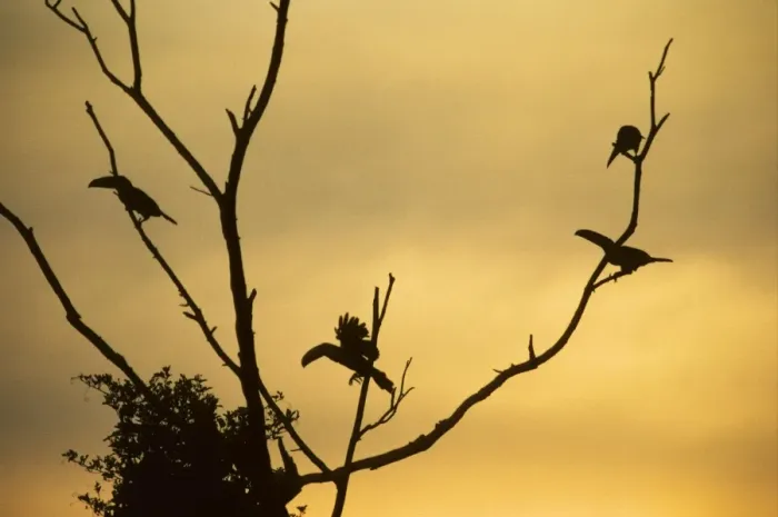 Framed Print : Toco Toucans - In Tree at Sunset Iguazu, Argentina BI006316 Framed Print : Toco Toucans - In Tree at Sunset Iguazu, Argentina BI006316