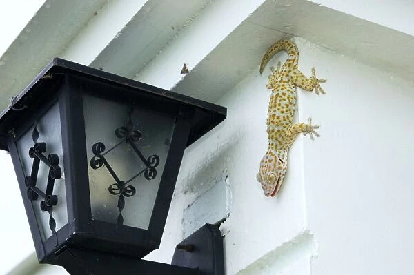 Tokay Gecko - adult on a corner of a building after night feeding on insects - attracted by the light (one moth is still above the light) - Tokay Gecko active in the night and hides during day - Bohol - Philippines - February Ph41. 0471