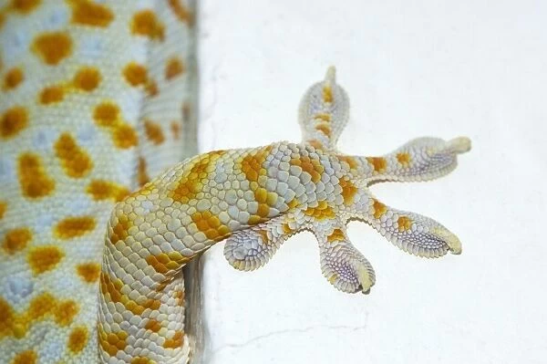 Tokay Gecko - adult front foot holding onto a corner of a building - Bohol - Philippines - Early morning - February. Ph41. 0485