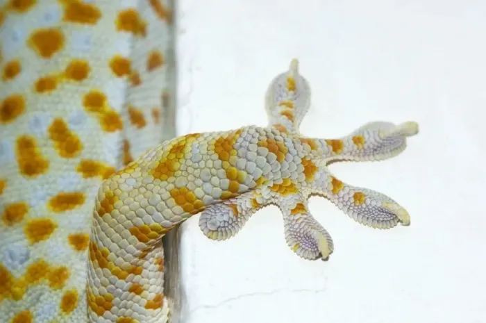 Framed Print : Tokay Gecko - adult front foot holding onto a corner of a building - Bohol - Philippines - Early morning - February. Ph41. 0485 Framed Print : Tokay Gecko - adult front foot holding onto a corner of a building - Bohol - Philippines - Early morning - February. Ph41. 0485