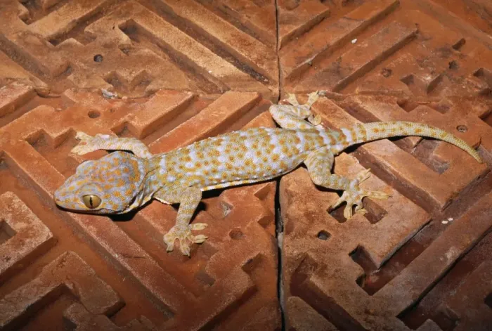 Framed Print : Tokay Gecko - on stone tiles - Bali - Indonesia Framed Print : Tokay Gecko - on stone tiles - Bali - Indonesia
