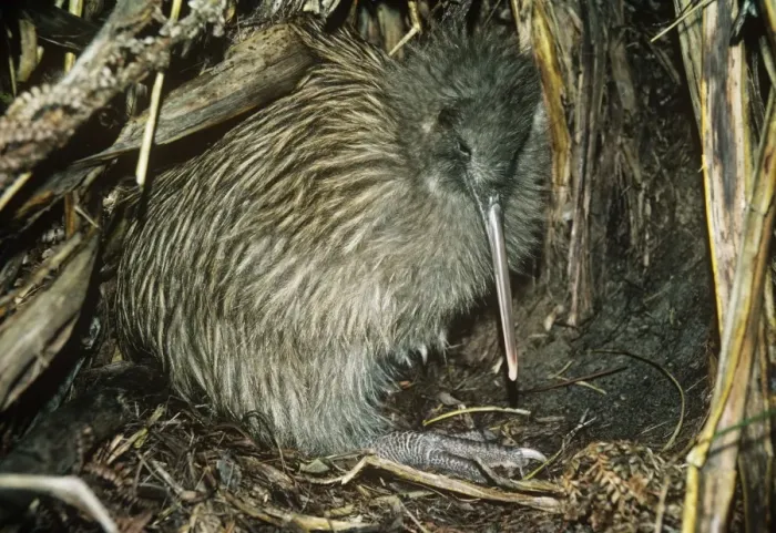 Framed Print : Tokoeka / Stewart Island Brown Kiwi - in burrow Framed Print : Tokoeka / Stewart Island Brown Kiwi - in burrow
