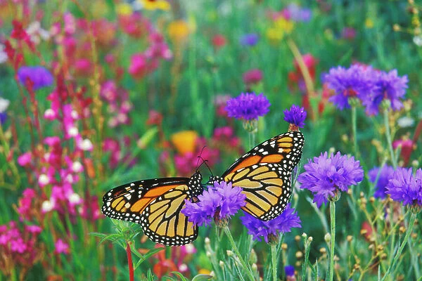 TOM-1055. Two monarch butterflies rest for a moment in a garden of flowers. Px291