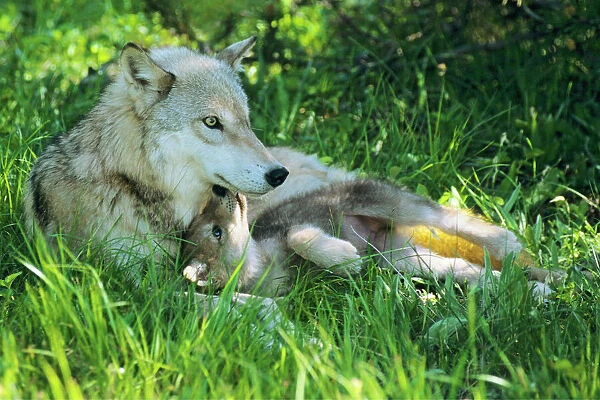 TOM-1301. Grey wolf (Canis lupus) mother with young pup lying in grass. June