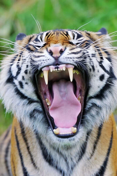 TOM-1640. Sumatran Tiger - with mouth wide open. _C3A1592
