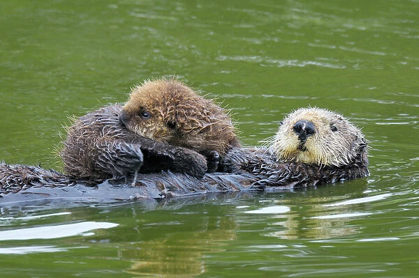 TOM-1645. Sea Otter - mother carrying young (under three weeks) pup - Monterey Bay - USA