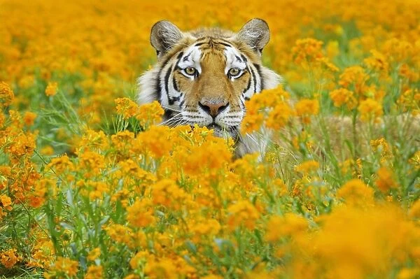 TOM-1659 Bengal Tiger - in orange mustard flowers