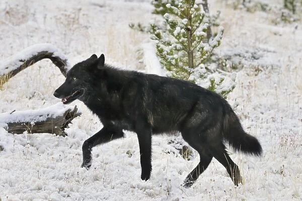 TOM-1687 Wild Grey Wolf black color phase walking in snow (Photos ...