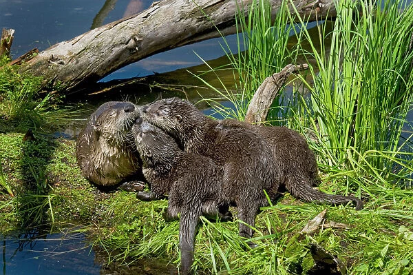 TOM-1751. Northern River Otter - mother and pups - Northern Rockies - Montana